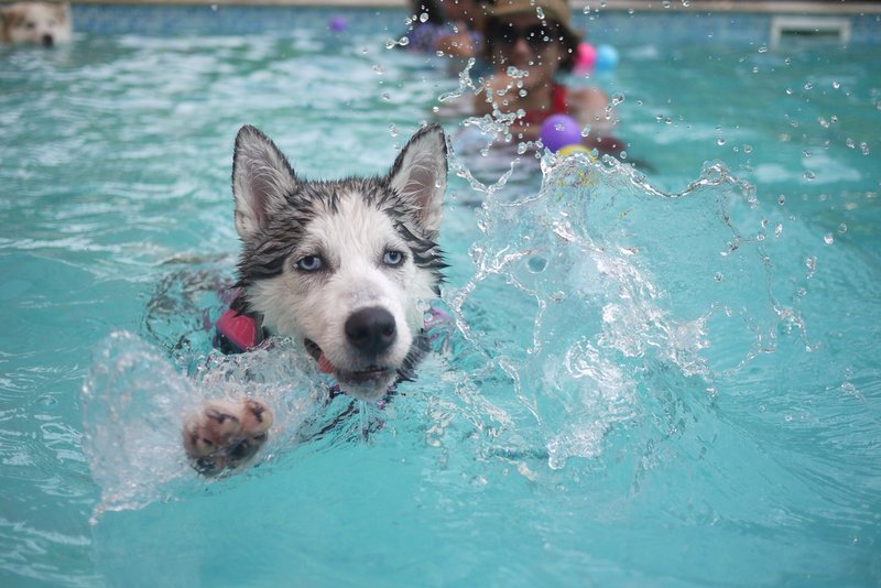 swimming-dog