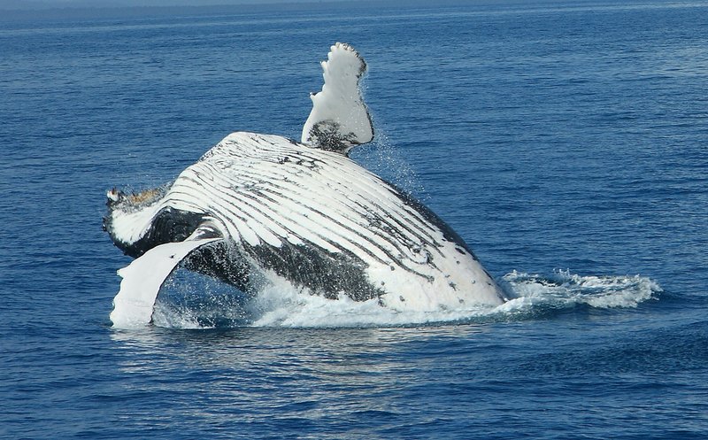 whale-fraser-island