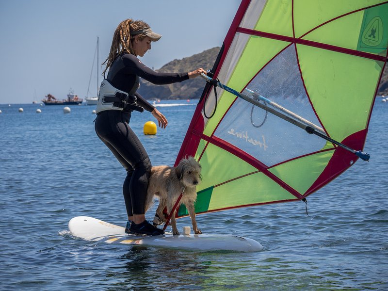 windsurfing-dog