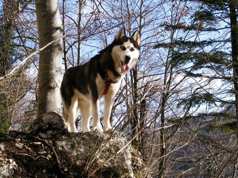 hiking-dog