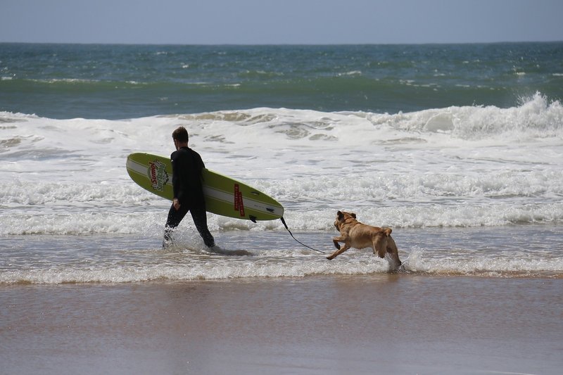 surfing-dog