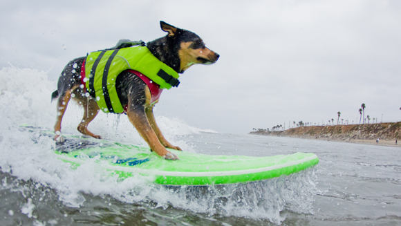 surfer-dog